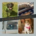 Dog friendly Holidays Hunstanton | MarshView Dairy Norfolk pets welcome