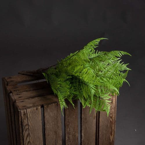 Bunch Of Four Green Fern Bunches