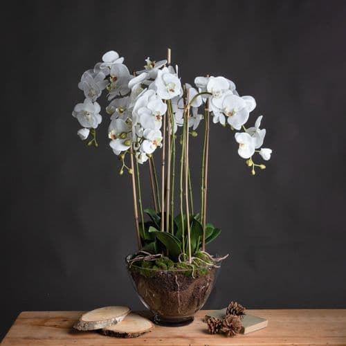 Luxury Large White Orchid In Glass Pot